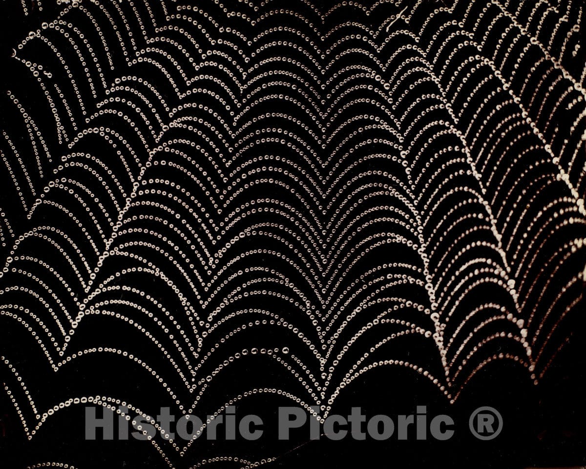 Photo Print : Wilson Alwyn Bentley - Dew on a Spider Web : Vintage Wall Art