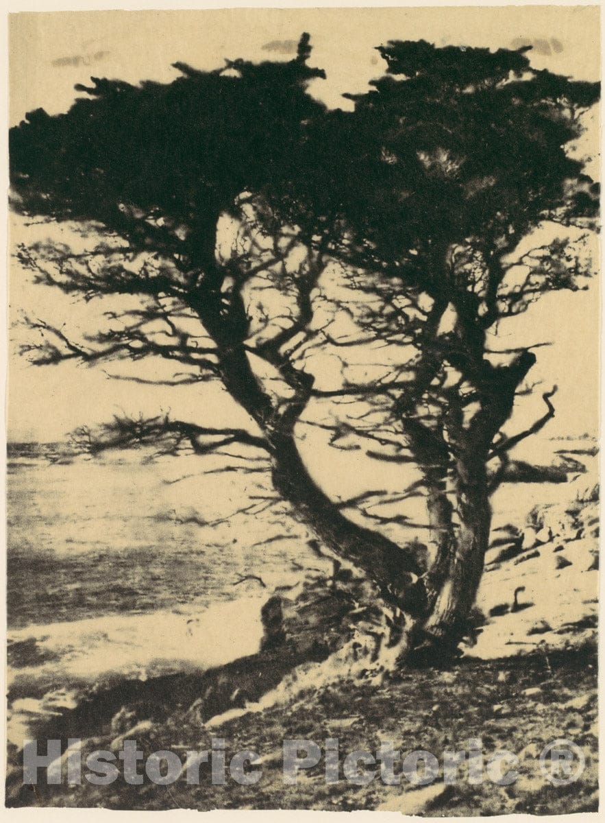 Photo Print : Henry Ravell - Cypress at Pebble Beach, California : Vintage Wall Art