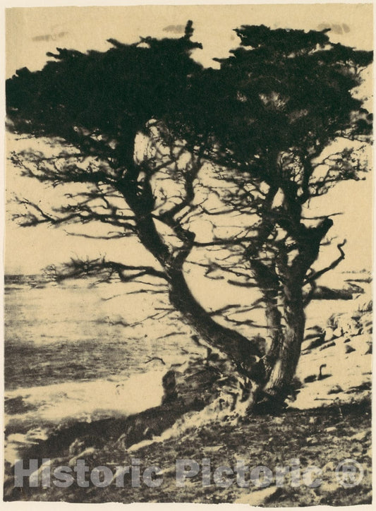 Photo Print : Henry Ravell - Cypress at Pebble Beach, California : Vintage Wall Art