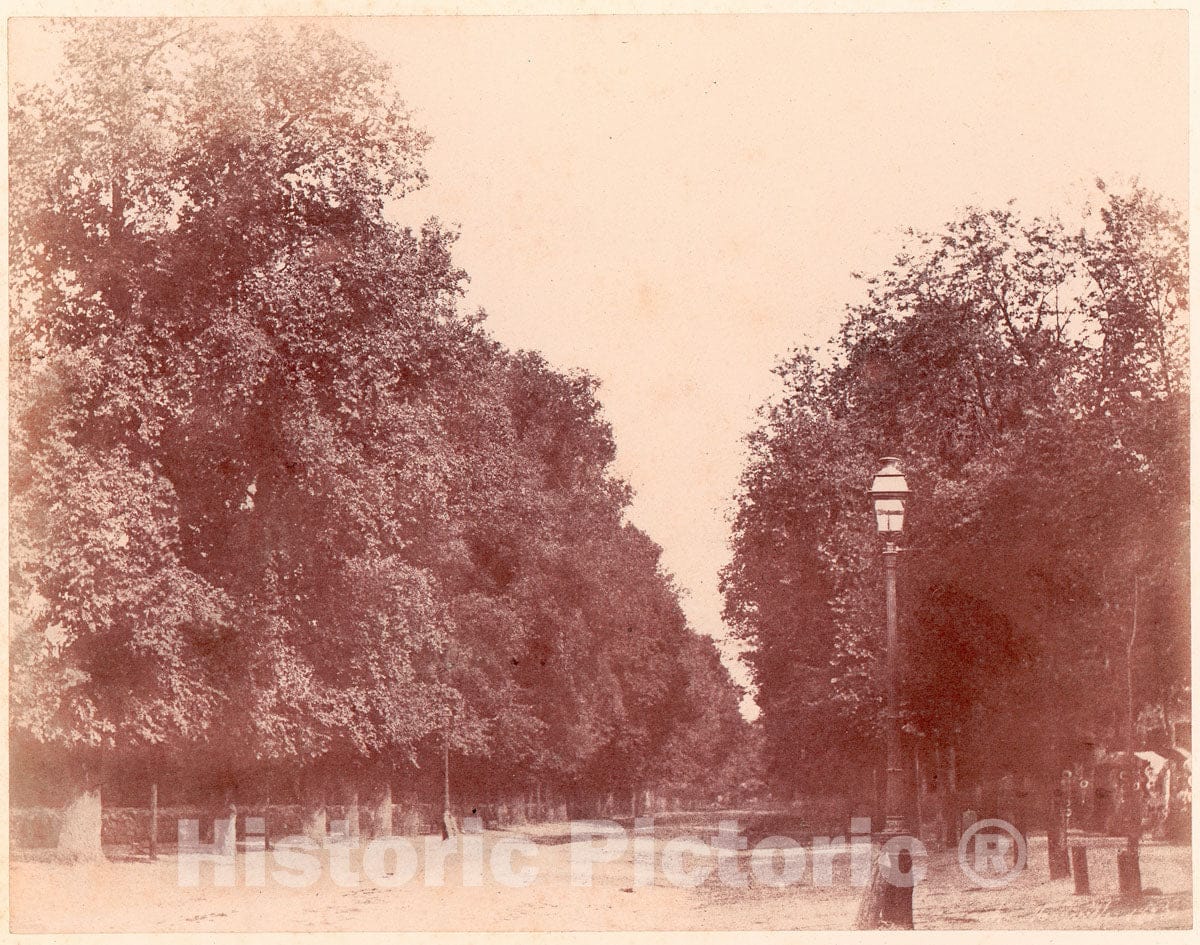 Photo Print : Charles Marville - Allée bordée d'arbres : Vintage Wall Art
