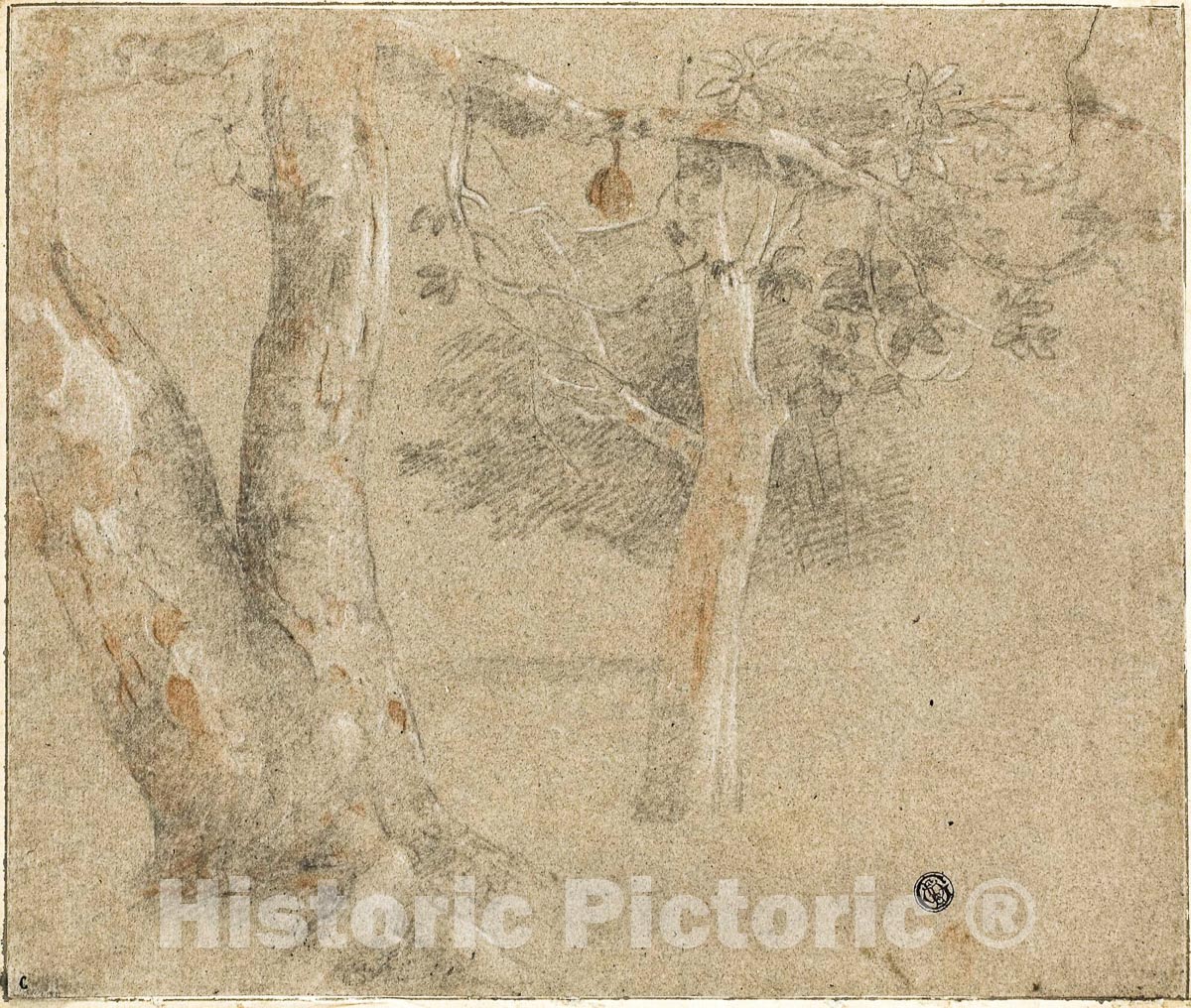 Art Print : Sketches of Trees, Cristofano Allori, c 1600, Vintage Wall Decor :