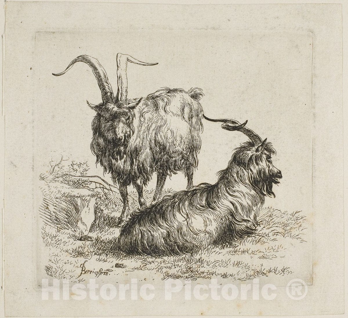 Art Print : Goats, from Various Animals, Claes Pietersz. Bercham, c 1651, Vintage Wall Decor :