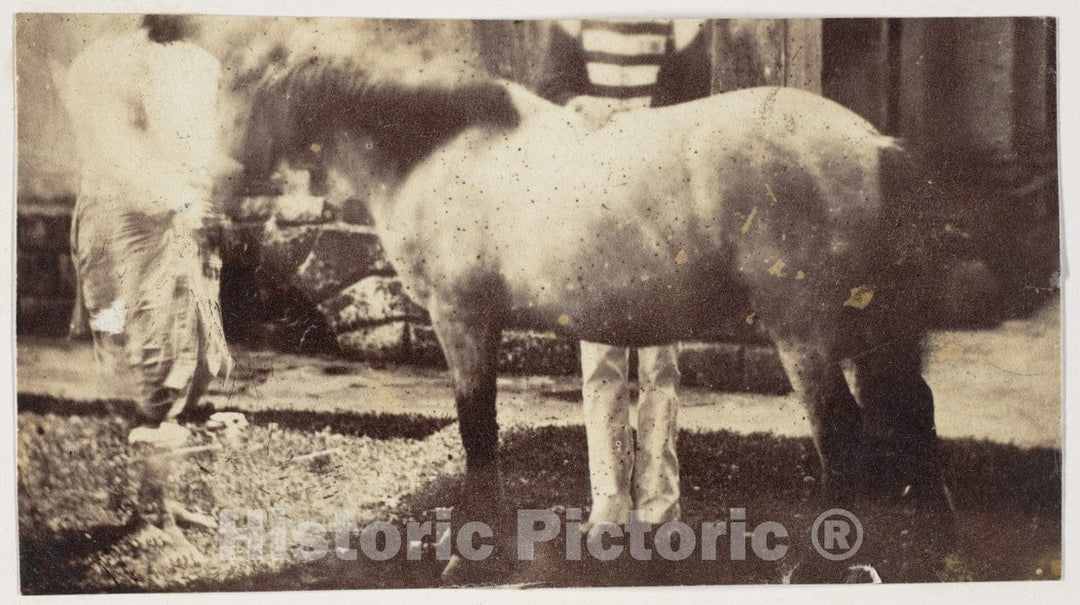 Photo Print : My Pegu Pony : Vintage Wall Art