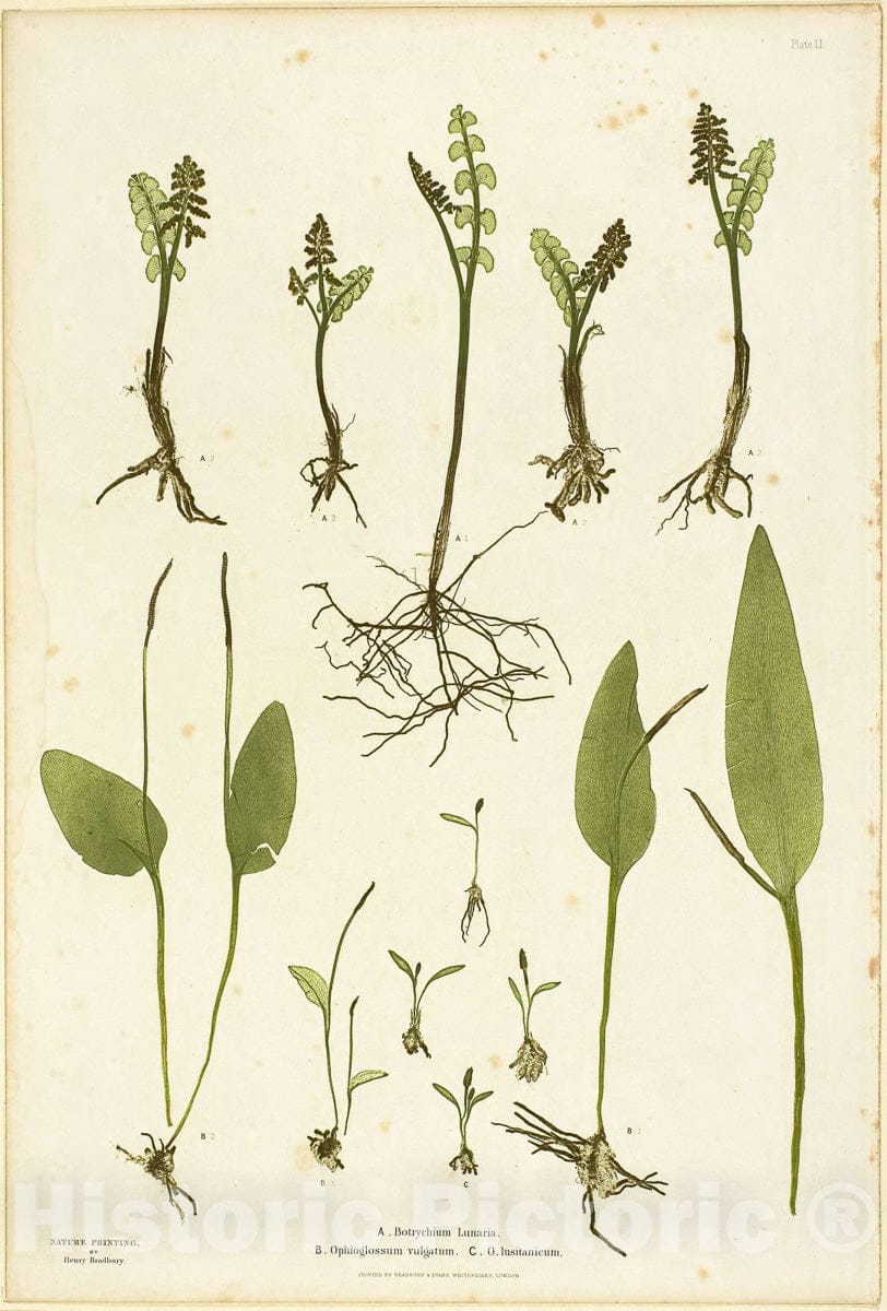 Art Print : Nature Print of Moonwort and Adders Tongue Ferns, plate fifty-one from The Ferns of Great Britain and Ireland, Henry Bradbury, c 1850, Vintage Wall Decor :
