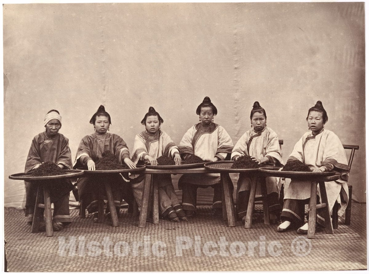 Photo Print : Lai Fong - Culling Tea : Vintage Wall Art