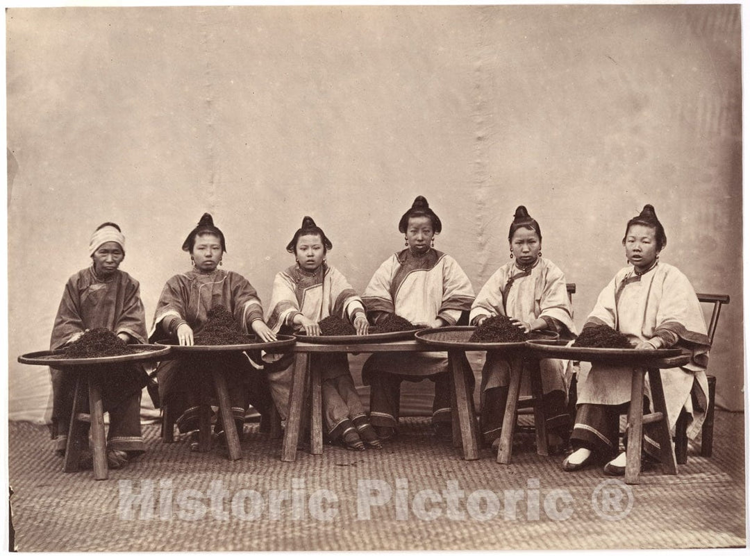 Photo Print : Lai Fong - Culling Tea : Vintage Wall Art