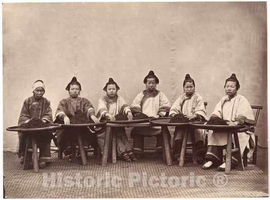 Photo Print : Lai Fong - Culling Tea : Vintage Wall Art