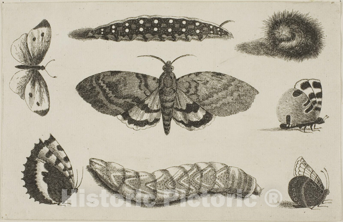 Art Print : Three Caterpillars, a Moth, and Four Butterflies, Wenceslaus Hollar, c.1648, Vintage Wall Decor :