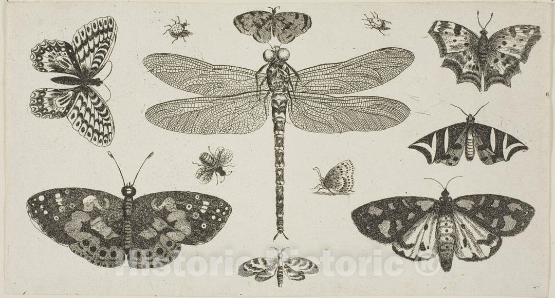 Art Print : A Dragonfly, Ladybirds, and Butterflies, Wenceslaus Hollar, c.1662, Vintage Wall Decor :