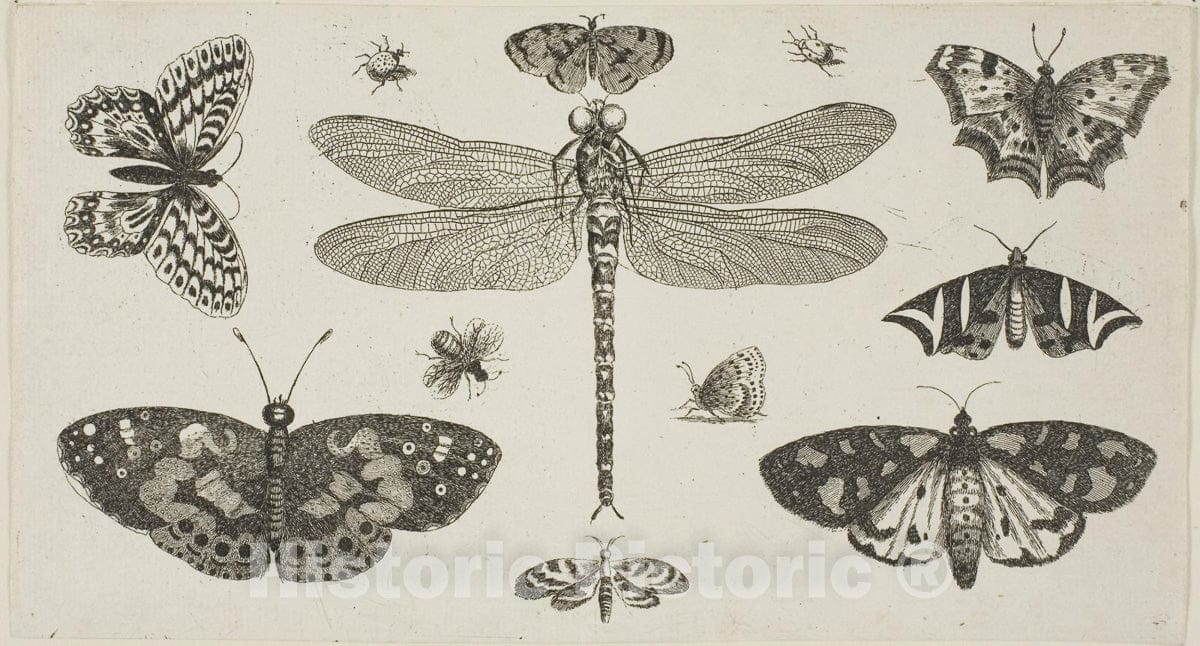 Art Print : A Dragonfly, Ladybirds, and Butterflies, Wenceslaus Hollar, c.1662, Vintage Wall Decor :