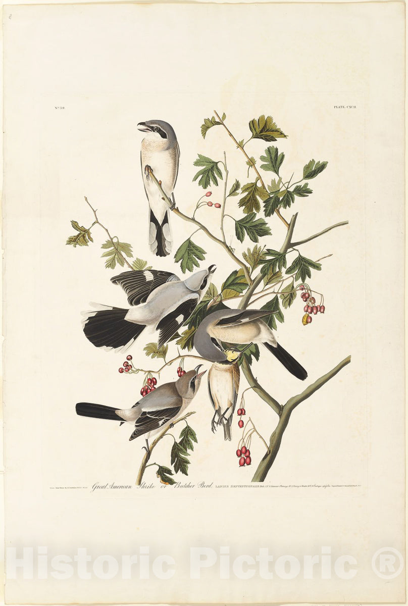 Art Print : Great American Shrike, Robert Havell, c 1834, Vintage Wall Decor :
