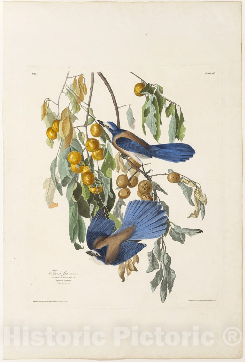 Art Print : Florida Jay, Robert Havell, c 1830, Vintage Wall Decor :