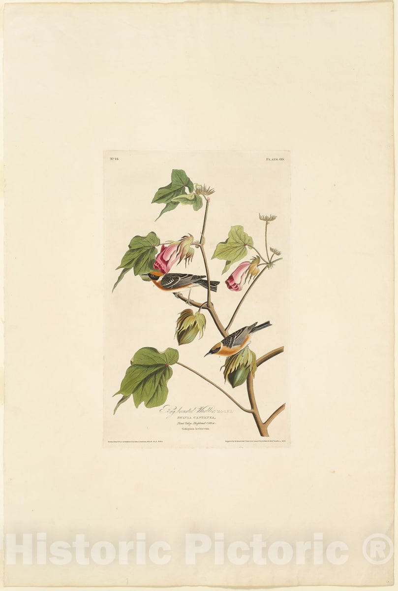 Art Print : Male Bay Breasted Warbler, Robert Havell, c 1829, Vintage Wall Decor :