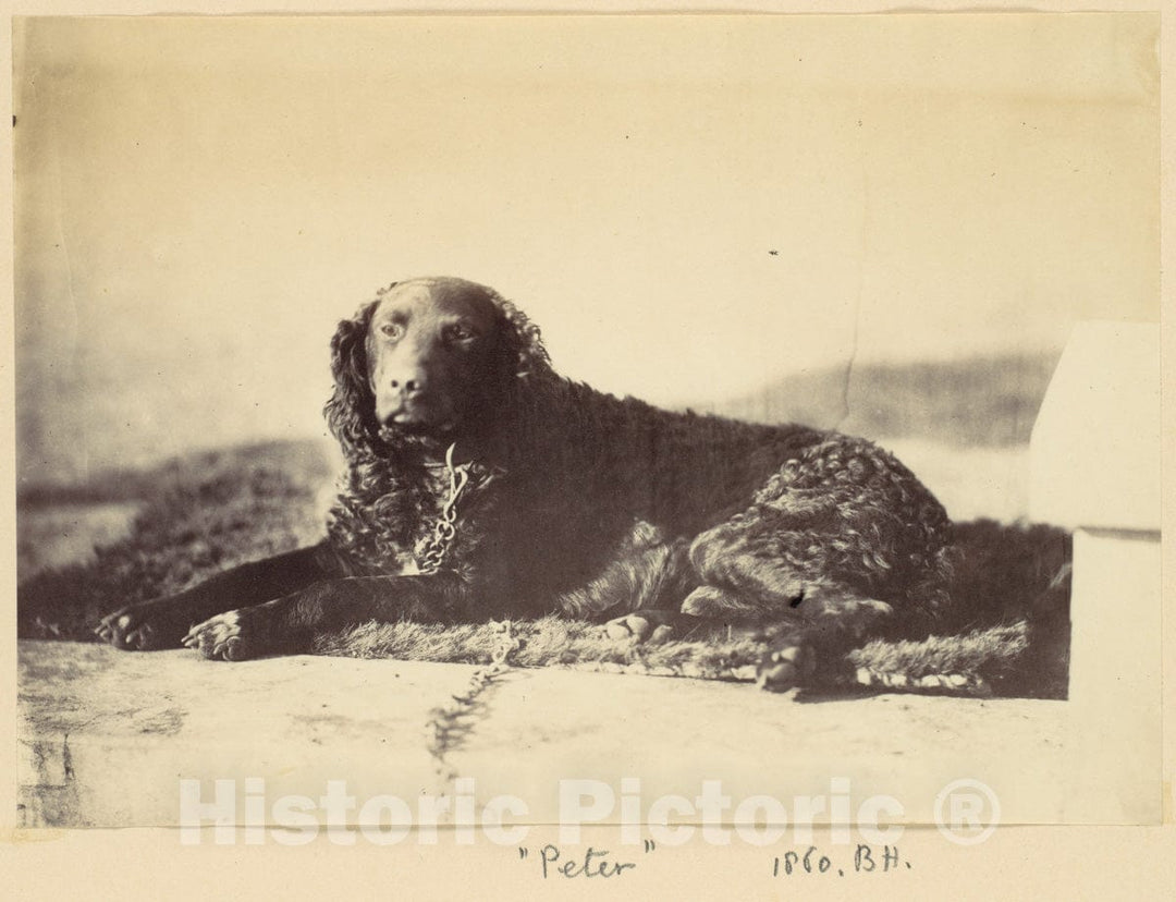 Photo Print : Alfred Capel Cure - Peter : Vintage Wall Art