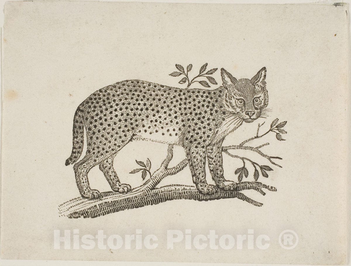 Art Print : The Serval, Thomas Bewick, c 1773, Vintage Wall Decor :