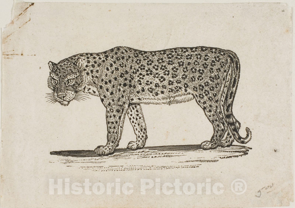 Art Print : Leopard, Thomas Bewick, c 1773, Vintage Wall Decor :