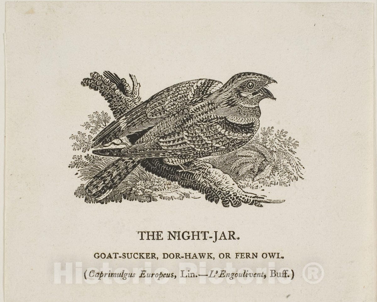 Art Print : The Night-Jar, Thomas Bewick, c 1773, Vintage Wall Decor :