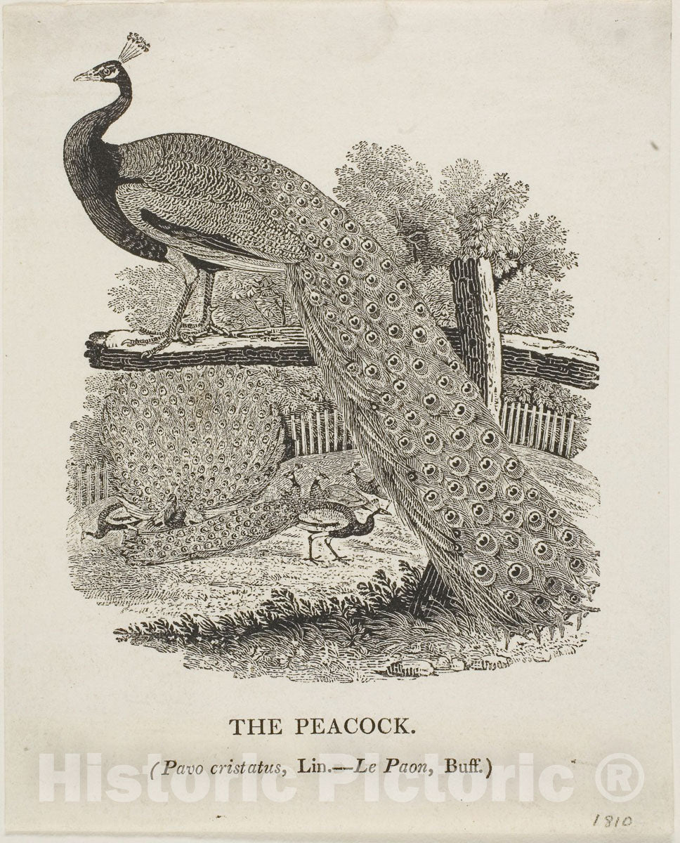 Art Print : Peacock, Thomas Bewick, c 1773, Vintage Wall Decor :
