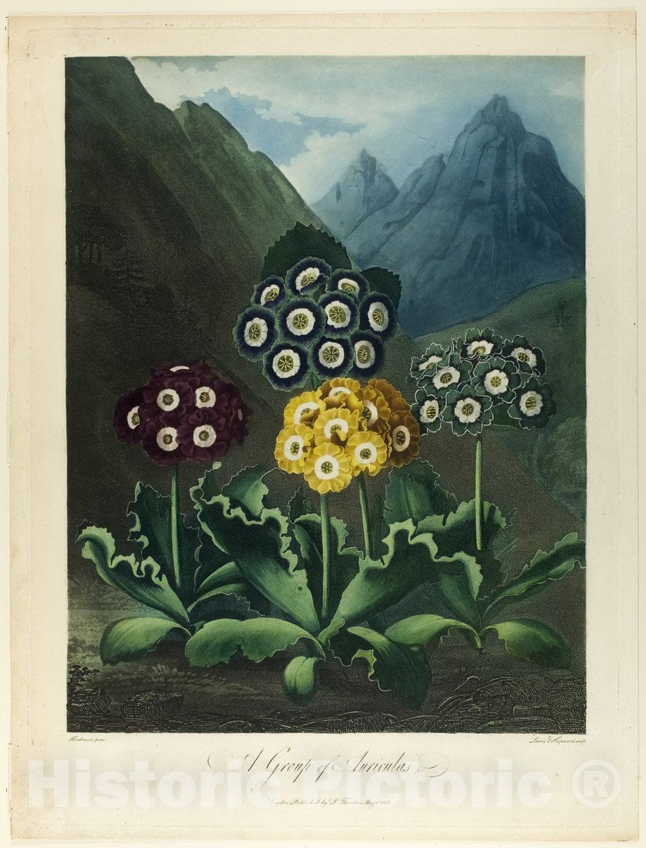 Art Print : A Group of Auriculas, from The Temple of Flora, L. V. Hopwood, c 1803, Vintage Wall Decor :