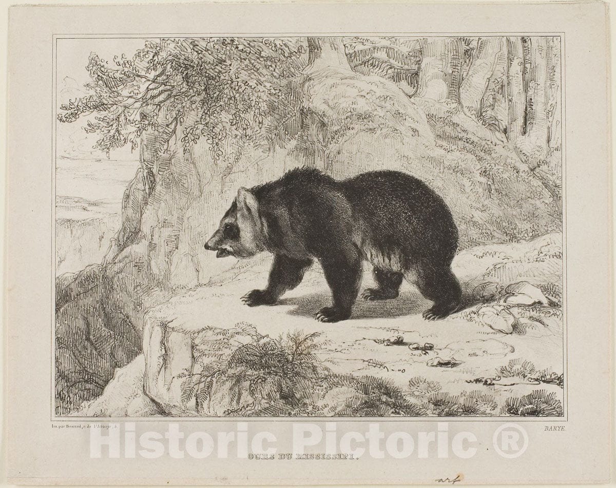 Art Print : Mississippi Bear, Antoine Louis Barye, 1836, Vintage Wall Decor :