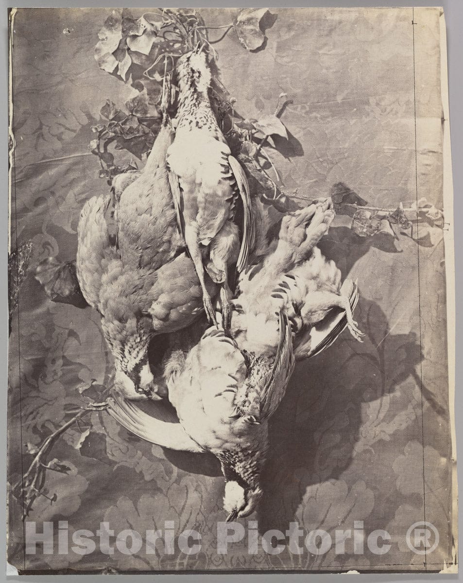 Photo Print : Charles Nègre - Still Life with Game Birds : Vintage Wall Art