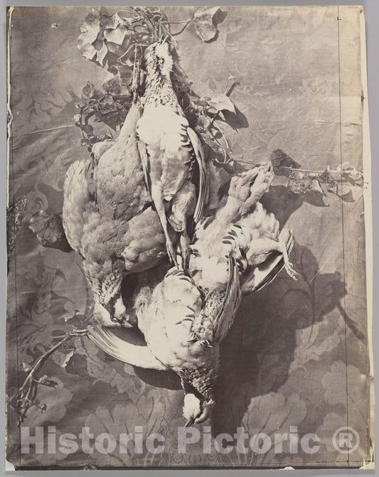 Photo Print : Charles Nègre - Still Life with Game Birds : Vintage Wall Art