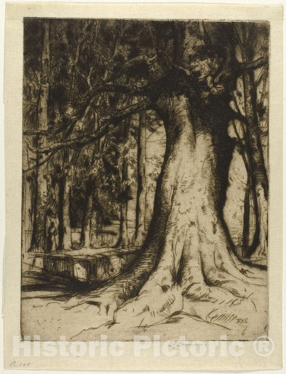 Art Print : The Sycamore, David Young Cameron, c 1860, Vintage Wall Decor :
