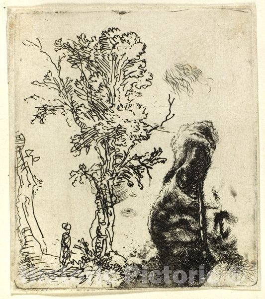 Art Print : Sheet with Two Studies: A Tree, and the Upper Part of the Head of the Artist Wearing a Velvet Cap, Rembrandt Harmenszoon Van Rijn, c 1898, Vintage Wall Decor :