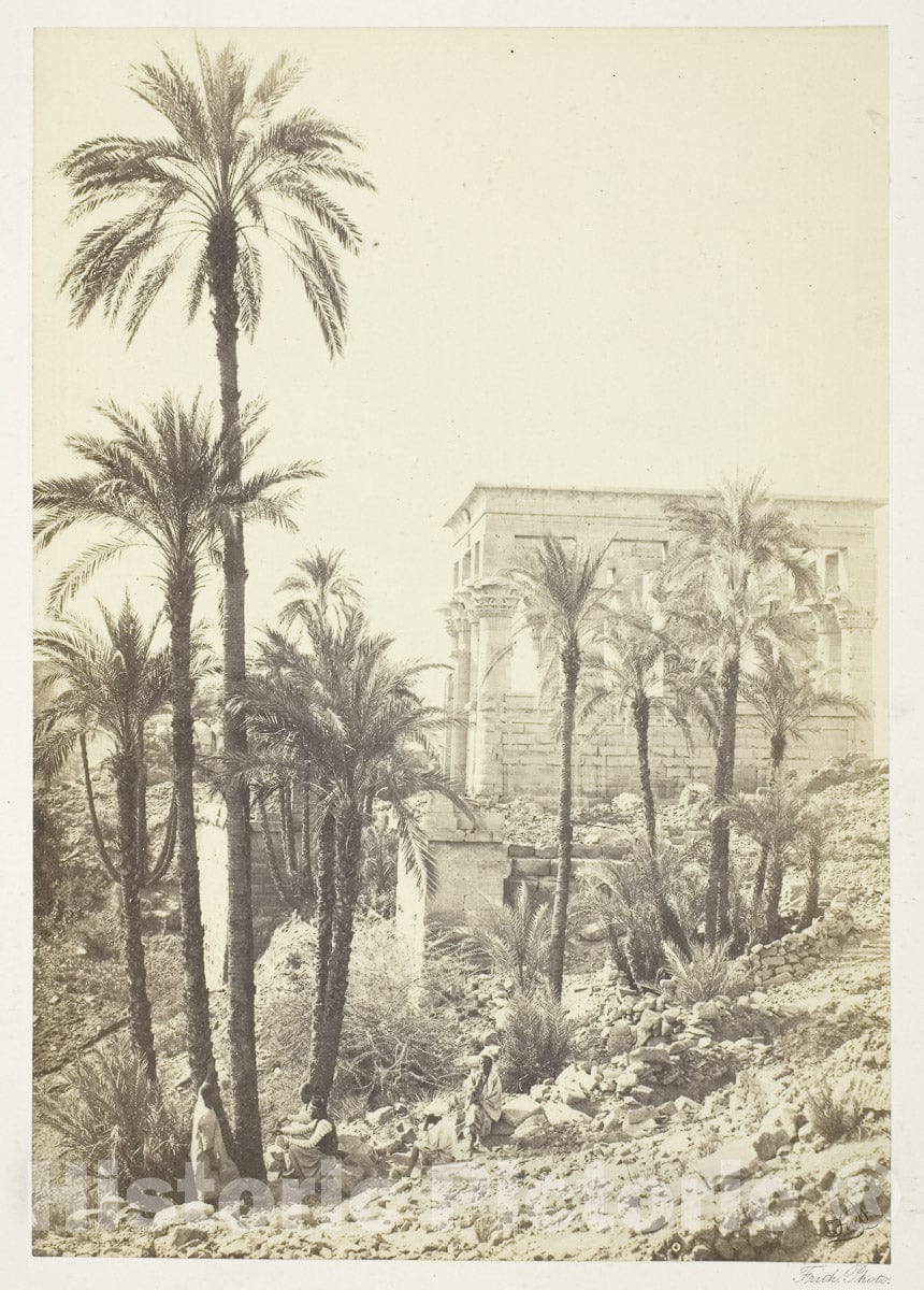 Art Photo : Group of Palms, Francis Frith, c.1877, Vintage Wall Decor :