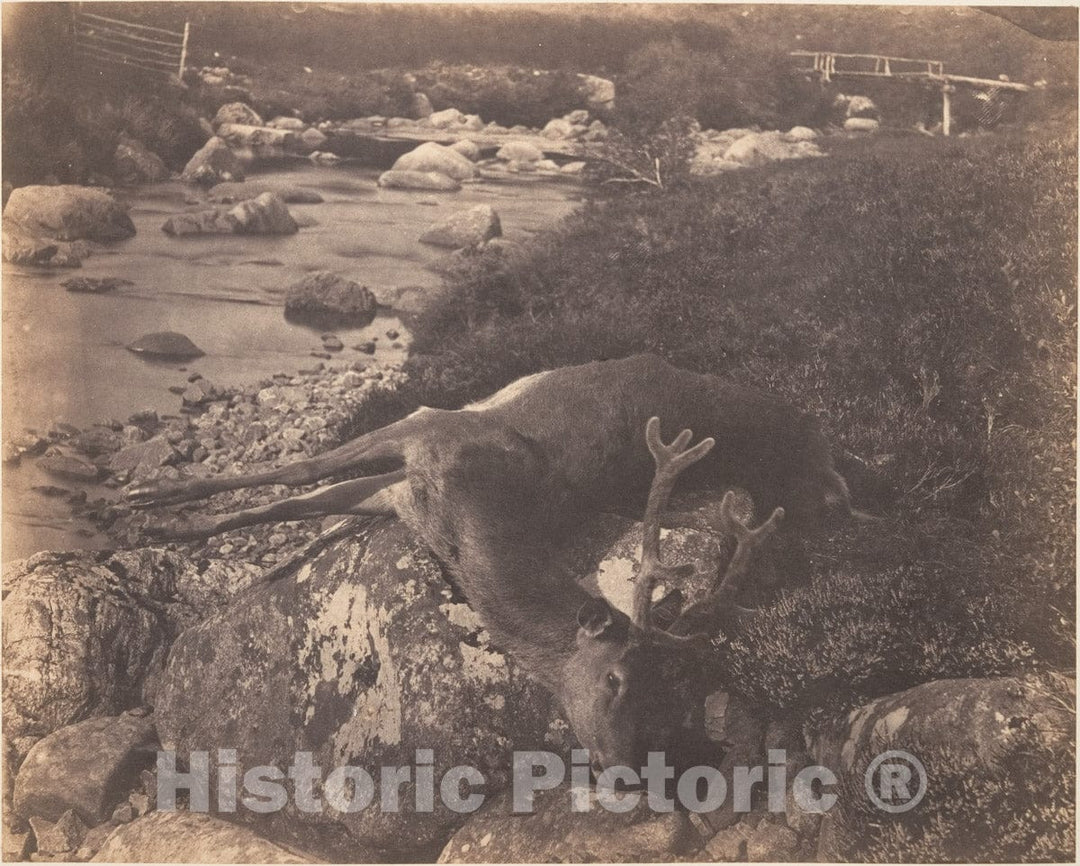 Photo Print : Horatio Ross - Dead Stag 2 : Vintage Wall Art