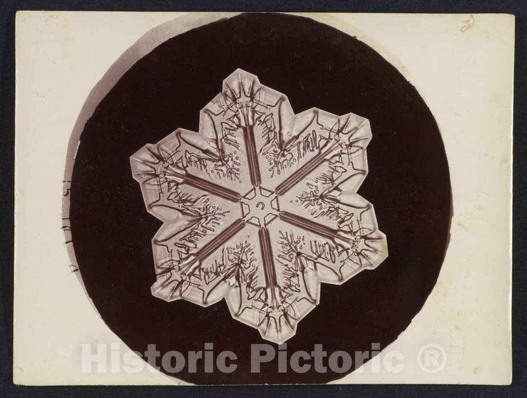 Photo Print : Wilson Alwyn Bentley - Snow Crystal 20 : Vintage Wall Art