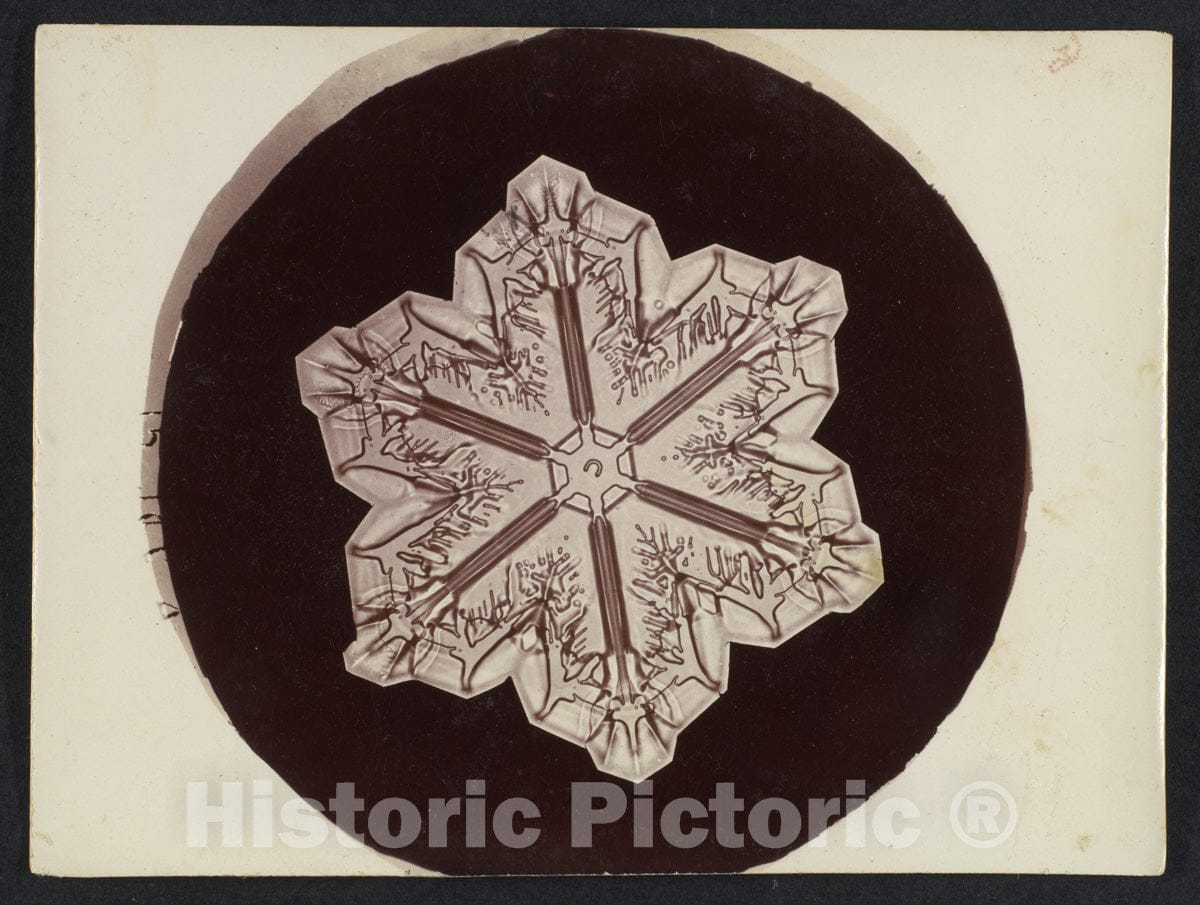 Photo Print : Wilson Alwyn Bentley - Snow Crystal 20 : Vintage Wall Art
