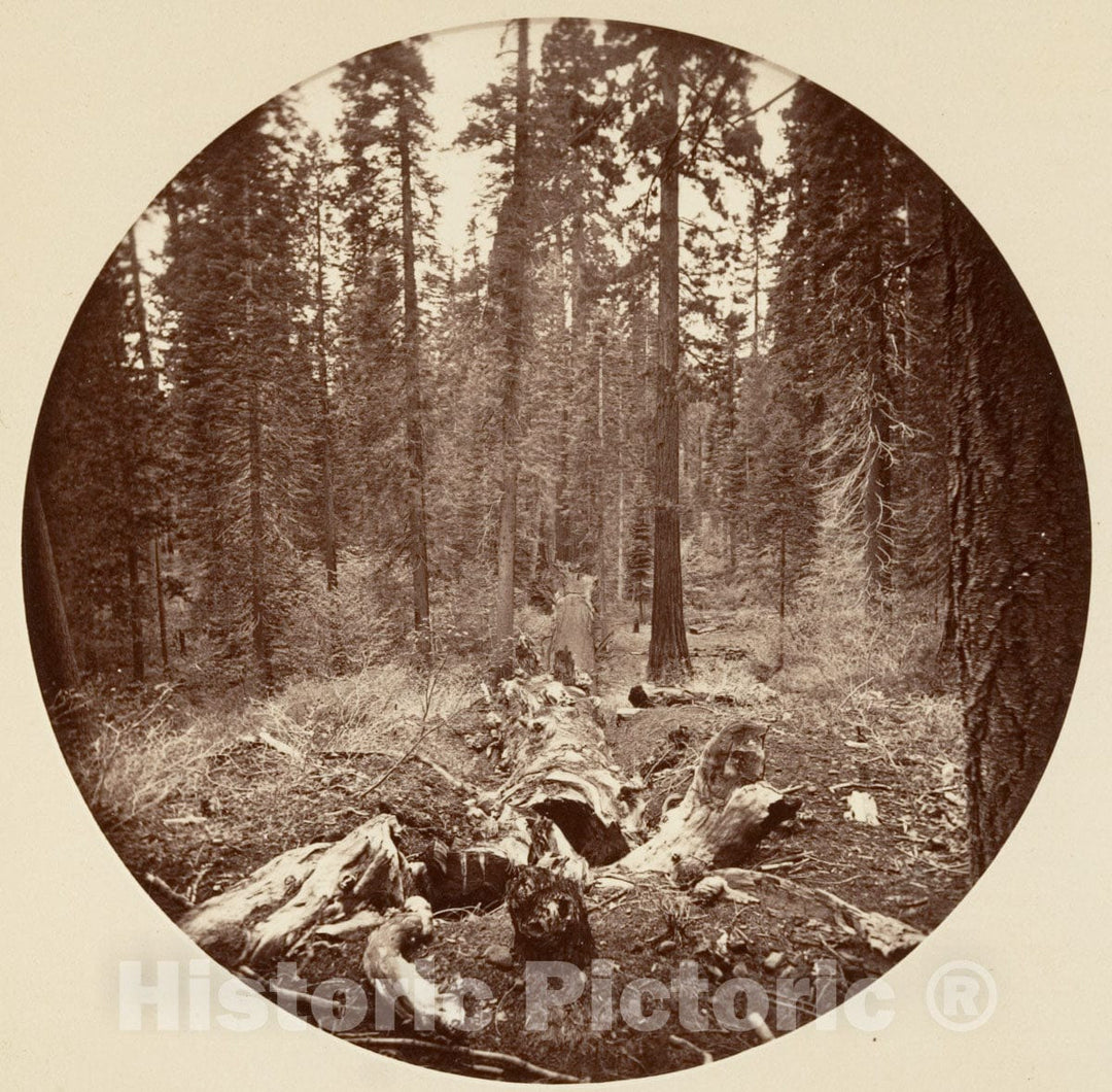 Photo Print : Carleton E. Watkins - Yosemite National Park, California 7 : Vintage Wall Art