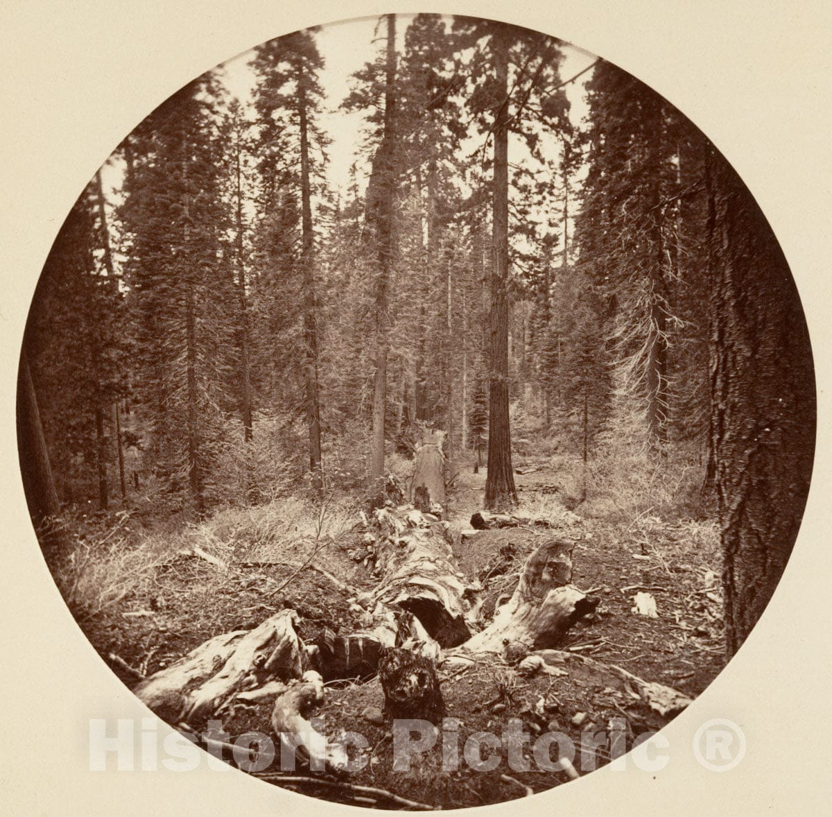 Photo Print : Carleton E. Watkins - Yosemite National Park, California 7 : Vintage Wall Art