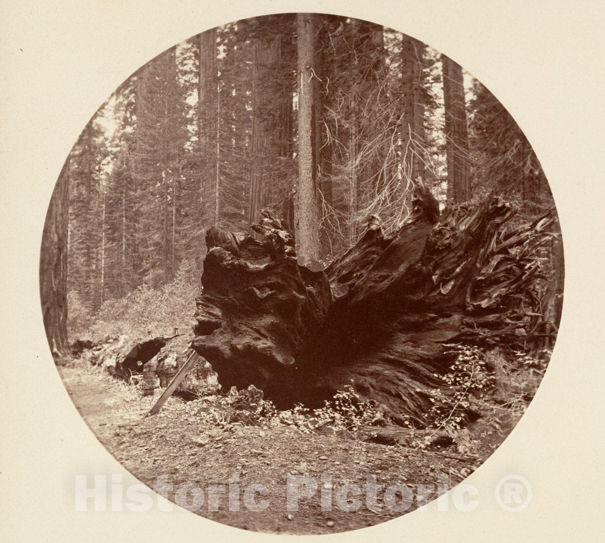Photo Print : Carleton E. Watkins - The Father of The Forest 450 ft C. Grove : Vintage Wall Art
