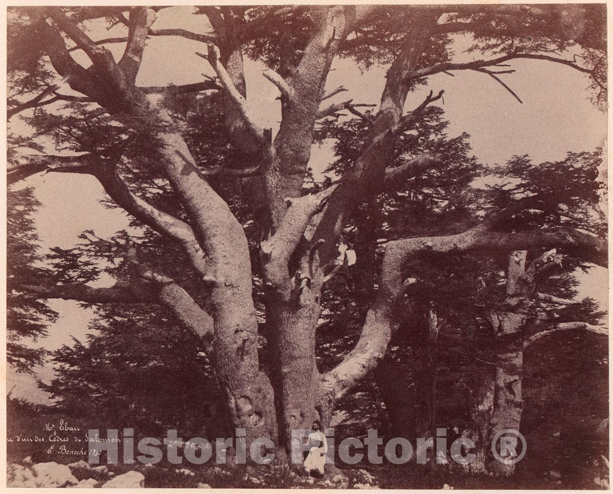 Photo Print : Ernest Benecke - Mt. Liban. Tronc d'un des Cèdres de Salomon : Vintage Wall Art