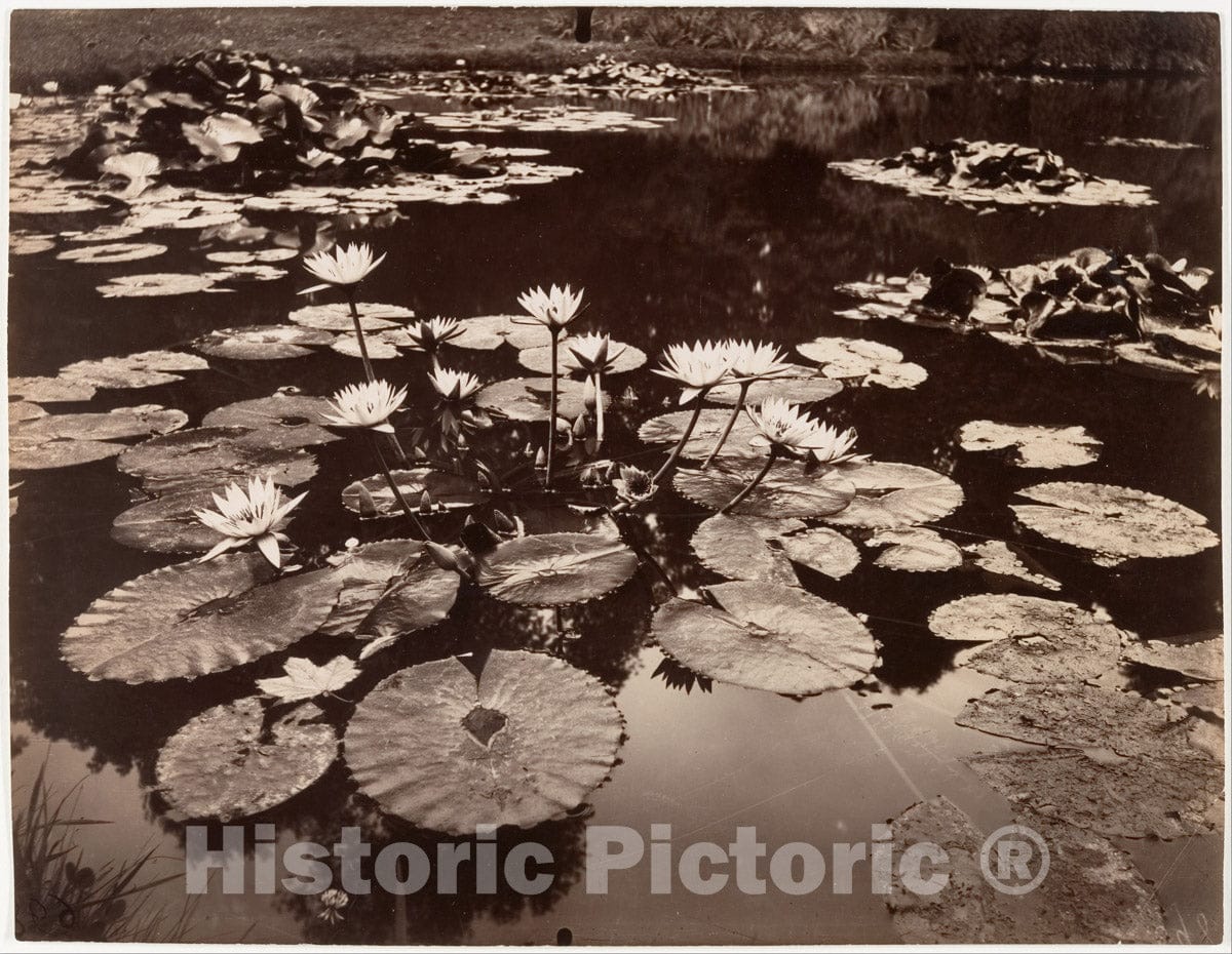 Photo Print : Eugène Atget - Water Lilies : Vintage Wall Art