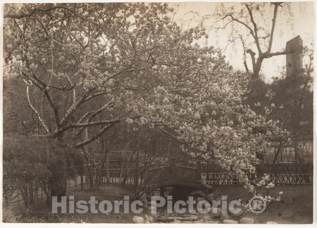 Photo Print : Adolf de Meyer - Cherry Blossoms, Small Bridge Over Creek, Japan : Vintage Wall Art