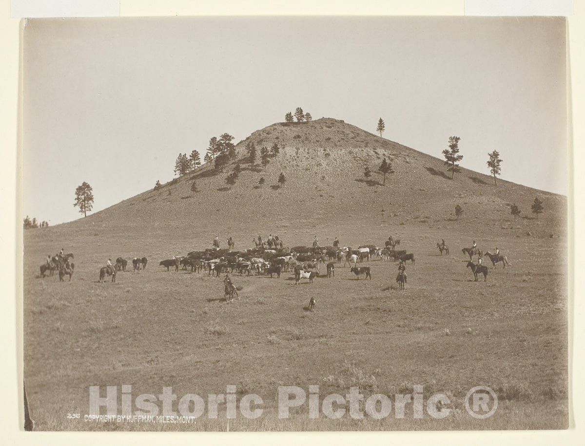 Art Photo : Working a little bunch in the hills, Laton Alton Huffman, c 1945, Vintage Wall Decor :