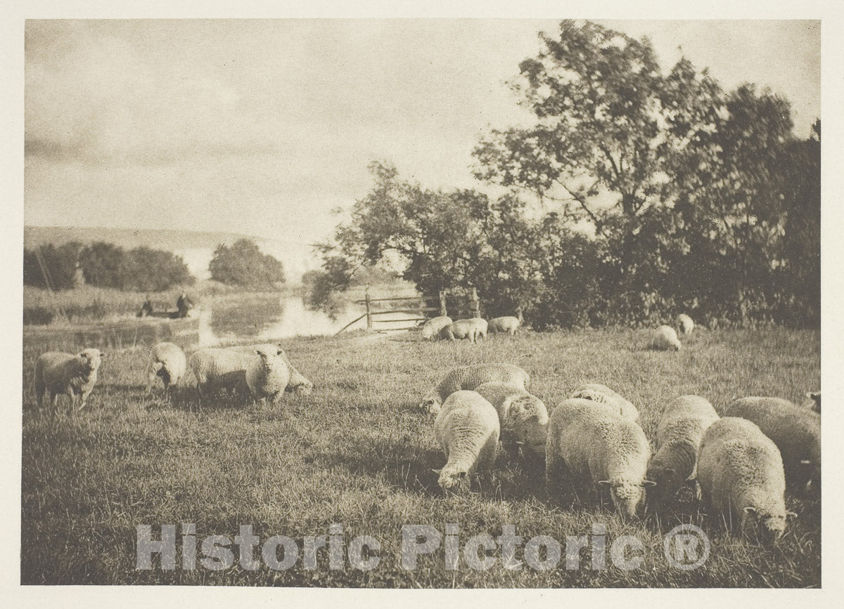 Art Photo : A Study of Sheep, J. B. B. Wellington, c 1867, Vintage Wall Decor :