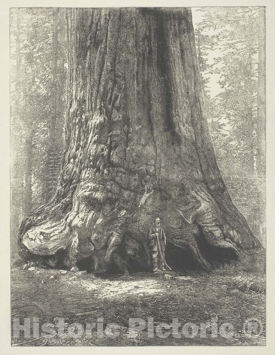 Art Photo : Copy of Carleton Watkins "Galen Clark Before the Grizzly Giant,", Carleton Watkins, c.1862, Vintage Wall Decor :