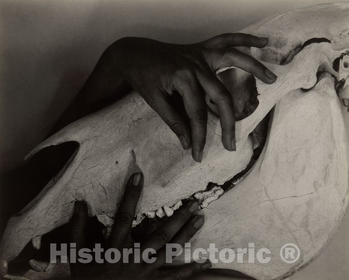Art Photo : Georgia OKeeffe - Hands and Horse Skull, Alfred Stieglitz, 1931, Vintage Wall Decor :
