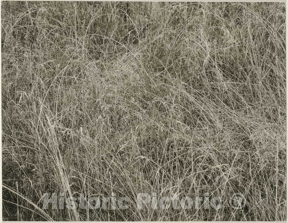 Art Photo : Grass, Alfred Stieglitz, 1933, Vintage Wall Decor :