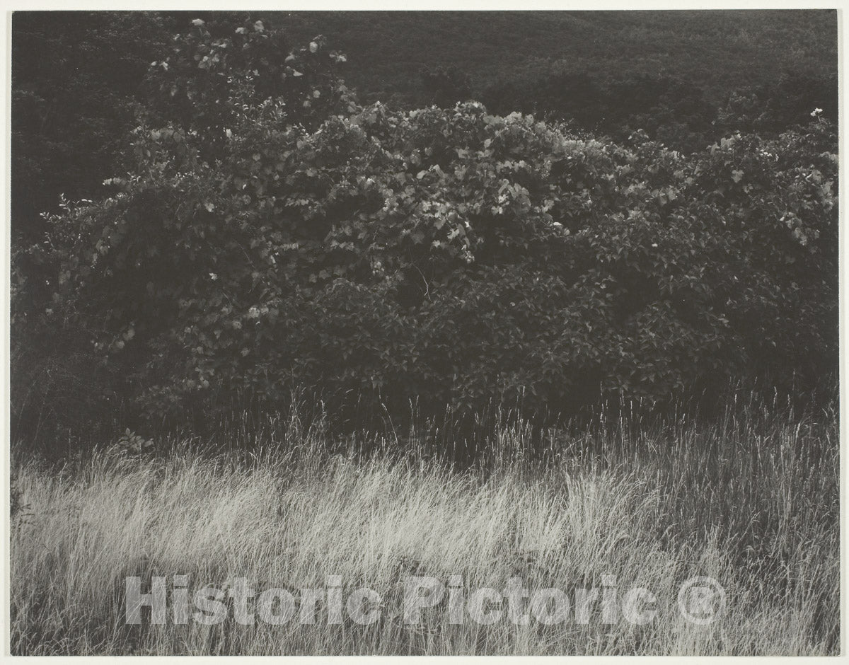 Art Photo : Hedge and Grasses - Lake George, Alfred Stieglitz, 1933, Vintage Wall Decor :