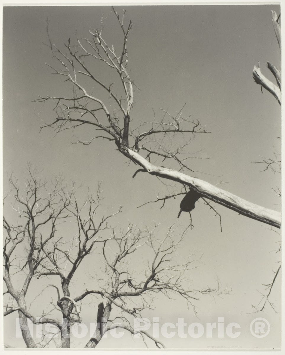 Art Photo : The Dying Chestnut TreeÂ—My Teacher, Alfred Stieglitz, 1927, Vintage Wall Decor :