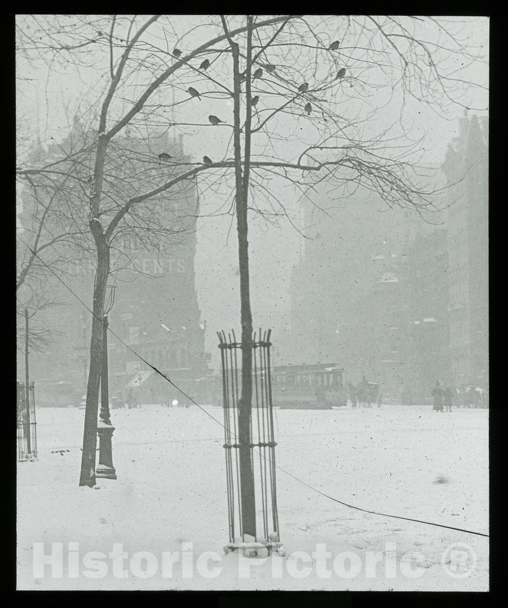 Art Photo : Tree in Snow, New York City, Alfred Stieglitz, c.1901, Vintage Wall Decor :