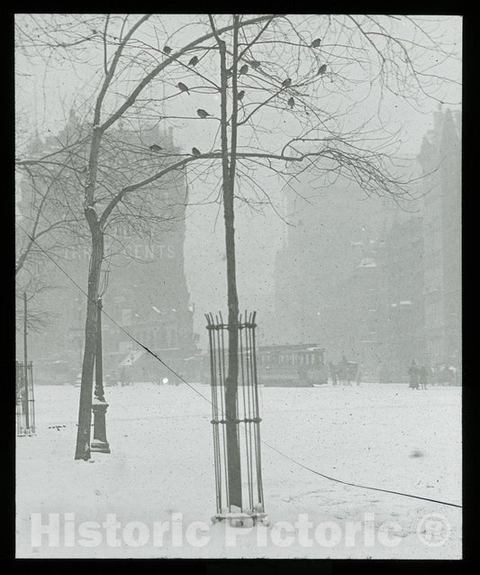 Art Photo : Tree in Snow, New York City, Alfred Stieglitz, c.1901, Vintage Wall Decor :