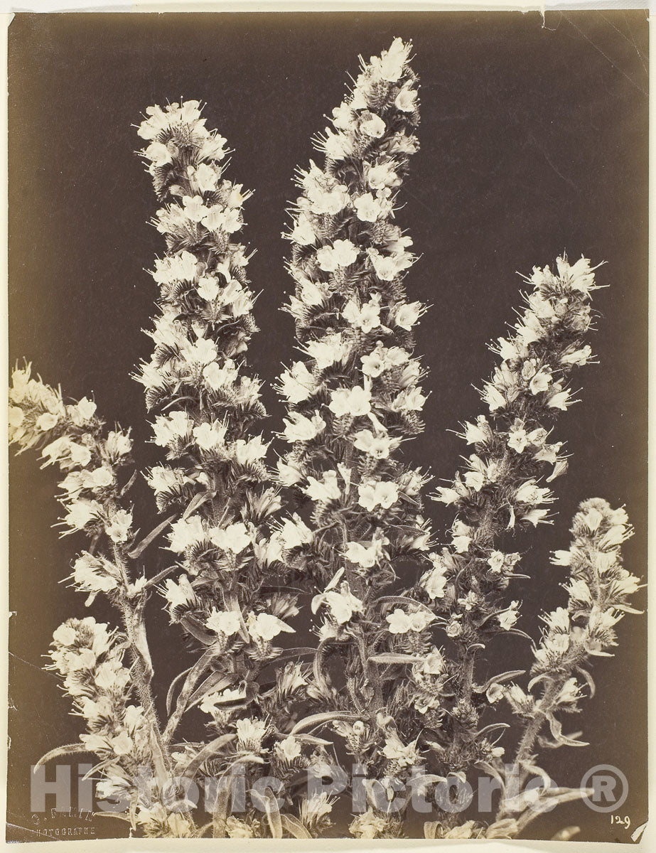 Art Photo : Untitled, Constant Famin, c 1860, Vintage Wall Decor :