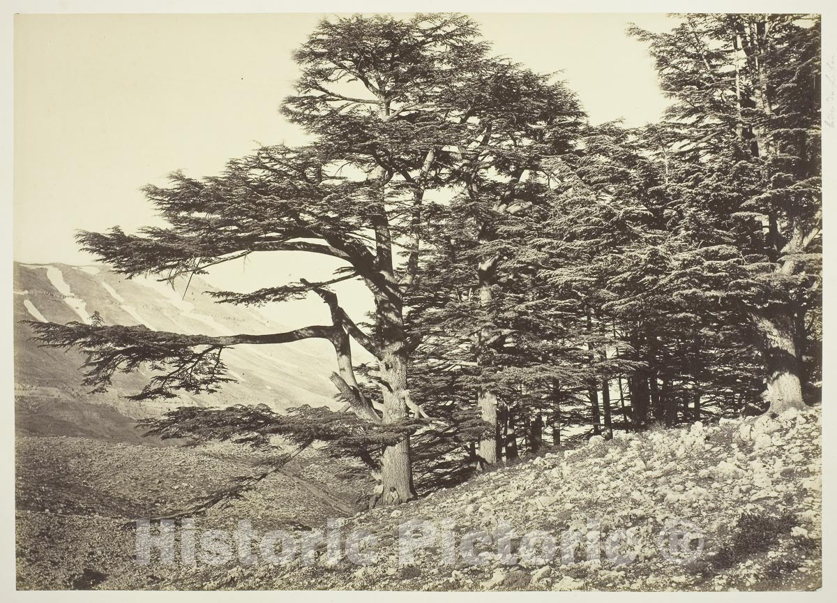 Art Photo : Cedars of Lebanon, Felix Bonfils, c.1861, Vintage Wall Decor :
