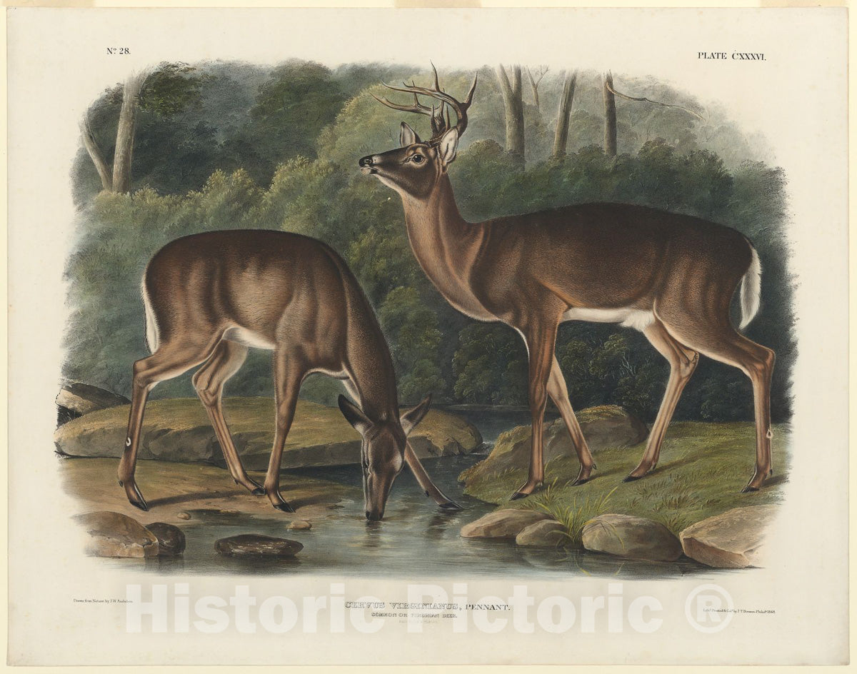 Art Print : Cervus Virginianus, John Woodhouse Audubon, c.1938, Vintage Wall Decor :